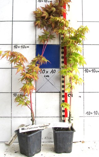 Acer palmatum sangokaku - acer, +sangokaku+