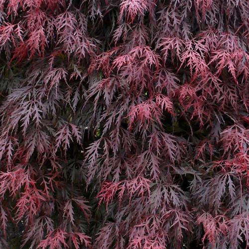 Roter schlitzahorn topf - roter,