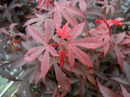Acer palmatum skeeters - acer, broom