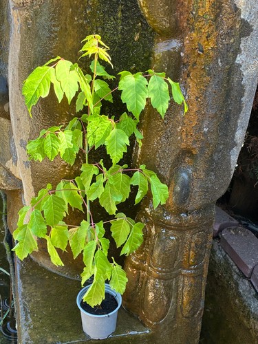 Acer negundo eschenahorn - acer,