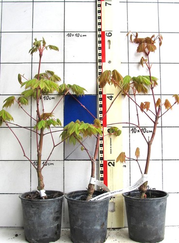 Acer japonicum vitifolium - "vitifolium",