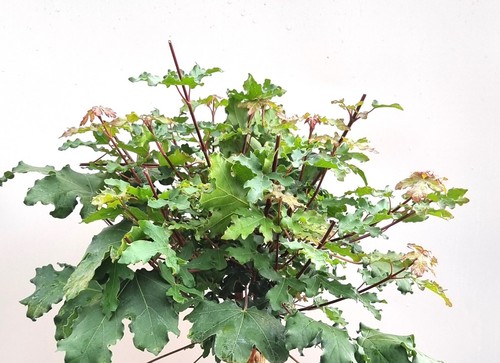 Feldahorn acer campestre nanum - acer,