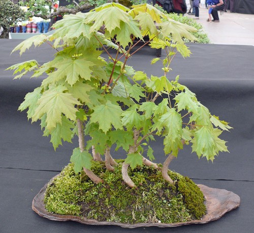 Spitzahorn acer - spitzahorn,