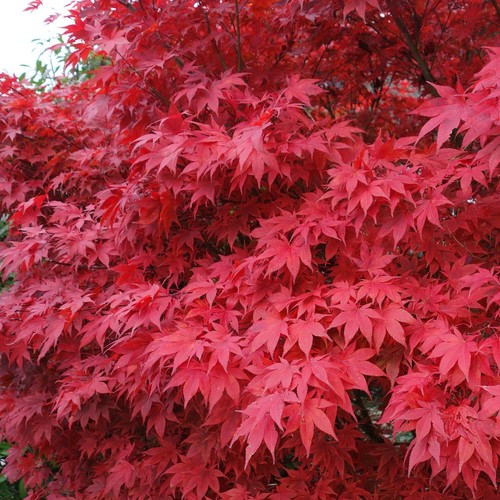 Roter fächerahorn acer - roter,