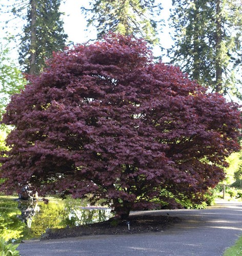 Roter fächerahorn 100cm - fächerahorn,