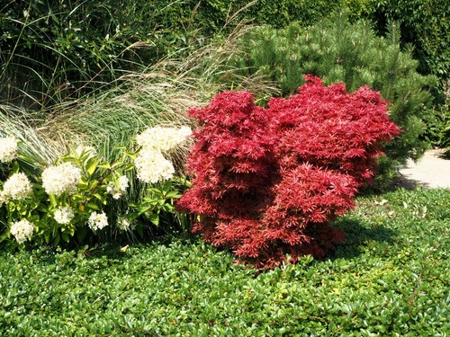 Roter fächerahorn ahorn acer - fächerahorn,