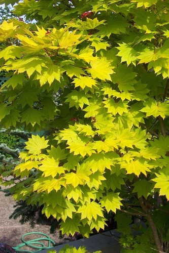 Japanischer goldahorn acer - japanischer,