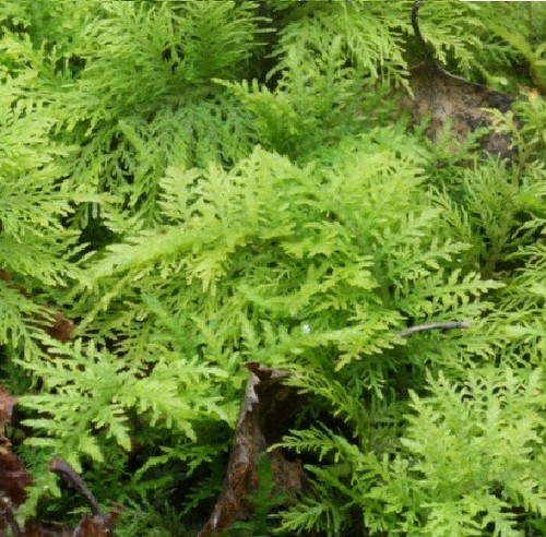 Thuja moos schnellwüchsige - thuja-moos,