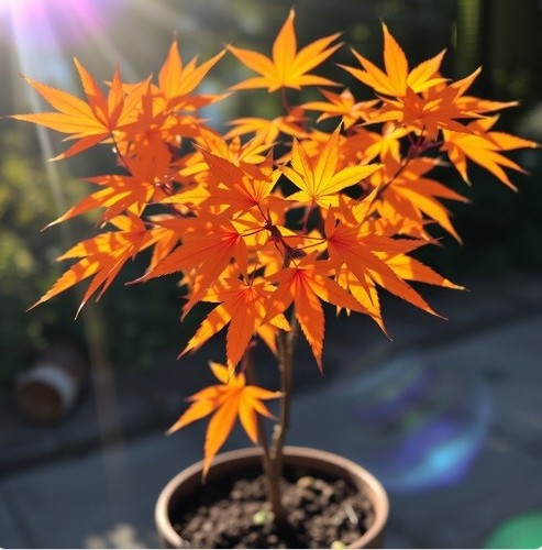 Winterharter orange ahorn - 2,