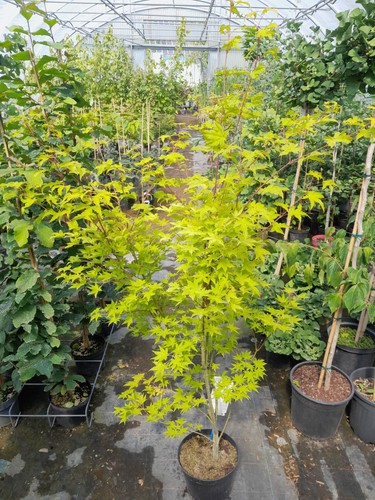 Acer palmatum summer - acer, gold