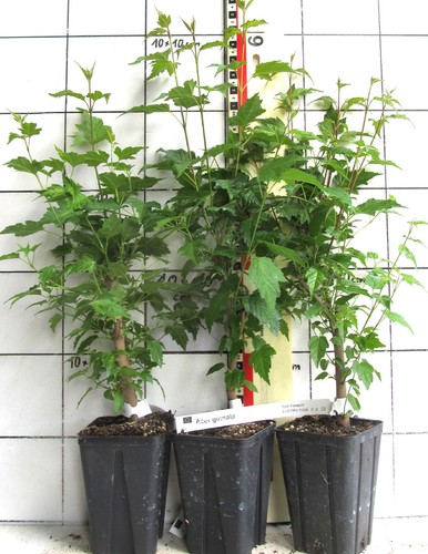 Acer ginnala feuerahorn - ginnala,
