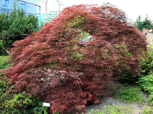 Blutfächer ahorn acer - blutfächer-ahorn, (acer