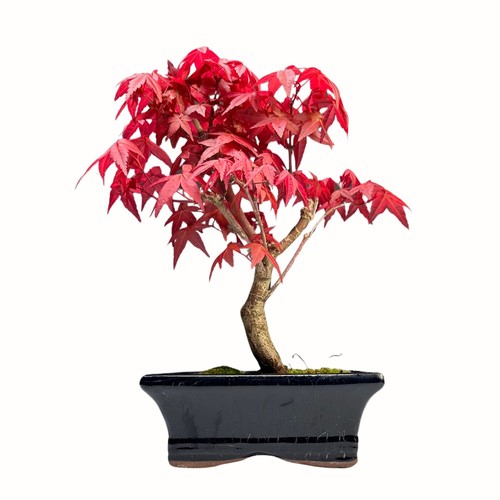 Acer palmatum deshojo bonsai - acer,