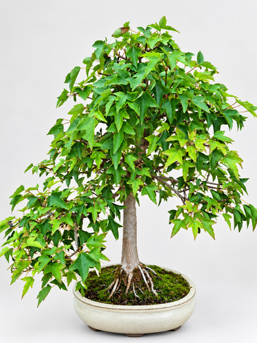 Bonsai outdoor dreispitzahorn - outdoor,