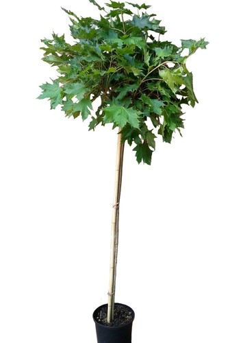 Acer platanoides globosum - platanoides,