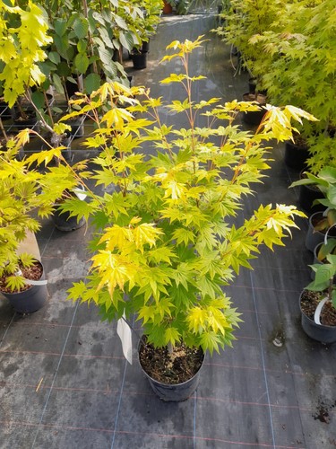Acer shirasawanum jordan - shirasawanum,