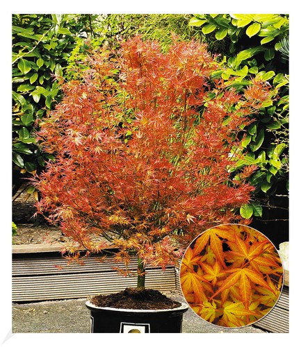 Japanischer ahorn katsura 1 - japanischer,