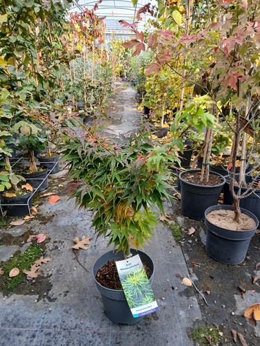 Acer palmatum mikawa - acer,