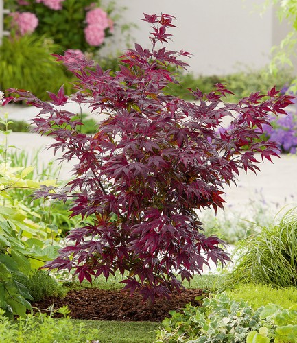 Japanischer ahorn burgund 1 - ahorn, 'burgund',