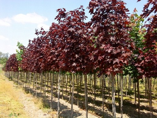 Oregon blutahorn royal red - oregon-blutahorn,