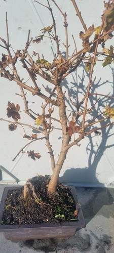 Prebonsai feldahorn acer - ,