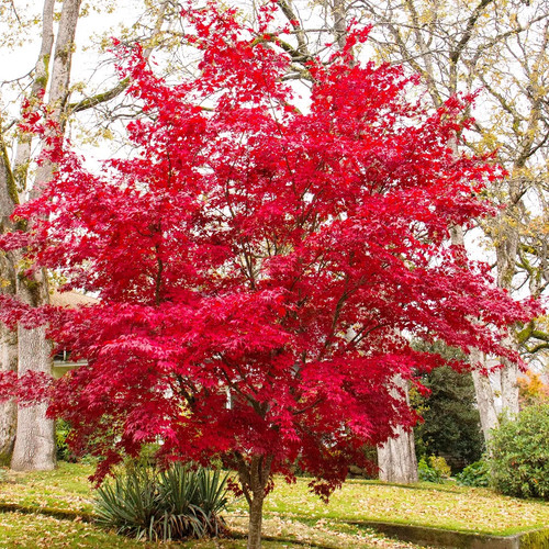 Acer palmatum atropurpureum - palmatum,