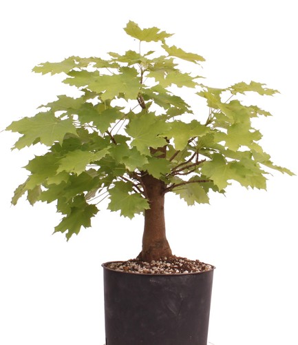 Bonsai acer platanoides - bonsai,
