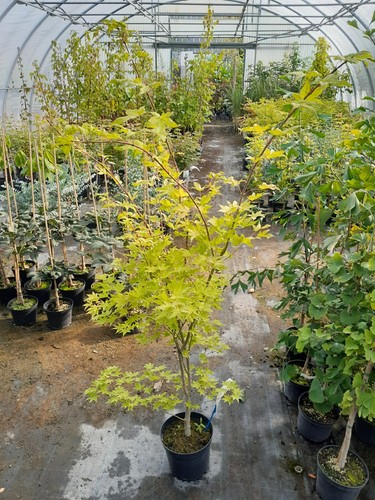 Acer palmatum summer - summer, gold
