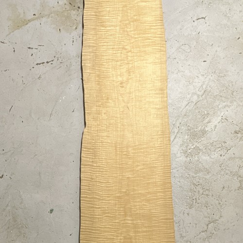 Riegelahorn flamed maple - flamed,