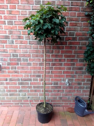 Kugelahorn höhe 250 cm - kugelahorn,,