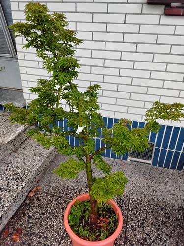 Ahorn baum besonderheit ca - ahorn, baum.