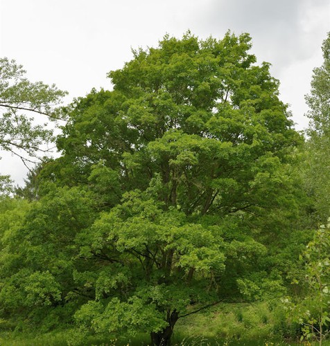 Feldahorn 125 150cm acer - feldahorn,
