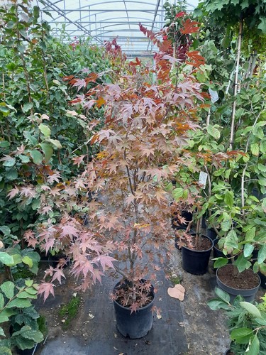 Acer palmatum fireglow - acer,