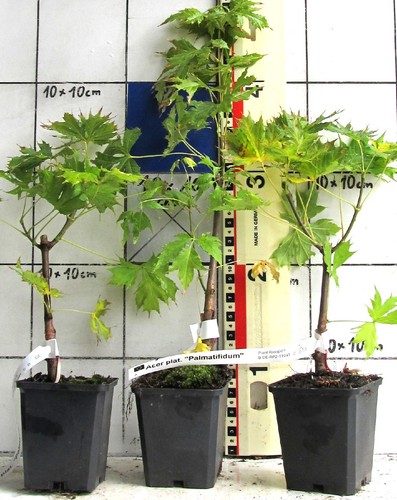 Acer platanoides