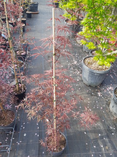 Acer palmatum dissectum - acer,
