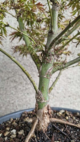 Pre bonsai rohling - pre, /