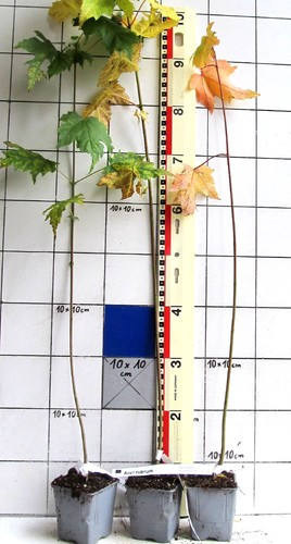 Acer rubrum amerikanischer - acer,