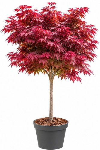 Roter fächerahorn acer - roter,