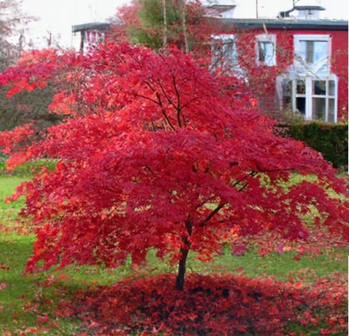 Roter fächerahorn - roter,