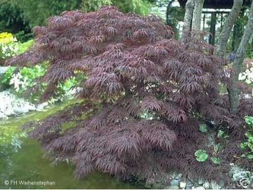 Super roter japanischer - -,