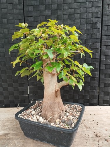 Bonsai acer buergerianum - bonsai,