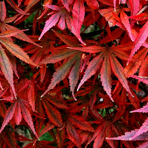 Japanischer ahorn shaina - ahorn,