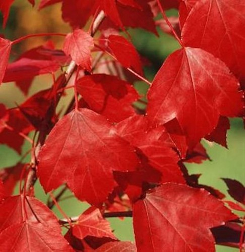 Ahorn summer red - ahorn, 100-125cm