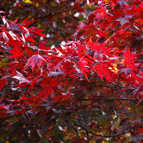 Japanischer fächerahorn - japanischer,