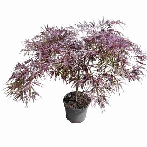 Roter schlitz ahorn acer - schlitz-ahorn,,