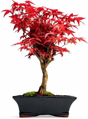 Acer palmatum deshojo bonsai - acer,