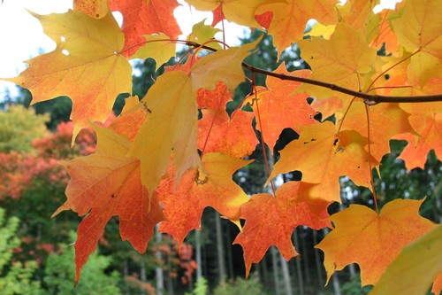 Zucker ahorn acer saccharum - zucker-ahorn,