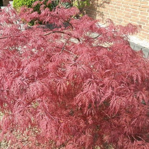 Roter schlitzahorn acer - roter,