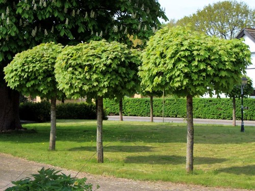 Kugel ahorn globosum 160 - kugel-ahorn,