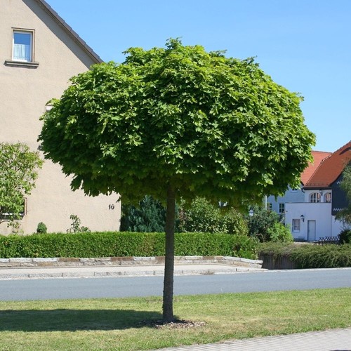 Acer platanoides globosum - acer,